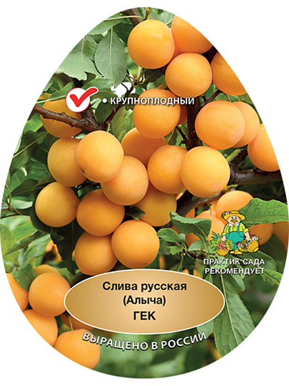 Саженцы Слива русская, Алыча, Гек 2-х лет