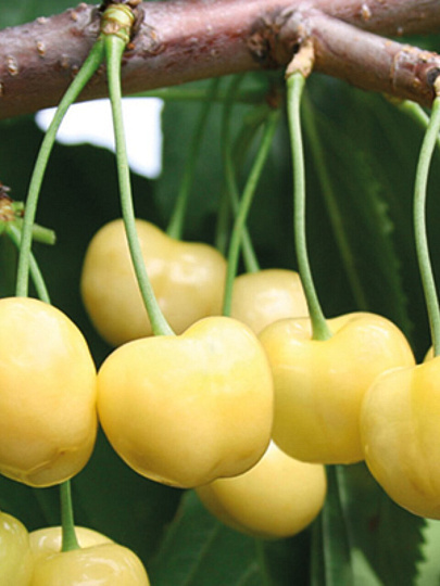 Саженцы Черешня, Приусадебная желтая, ранняя, желтая, 752171