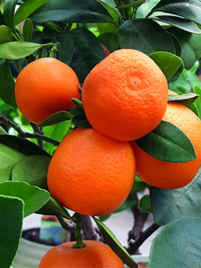 Саженцы Цитрус Лайм, Рангпур, 750580