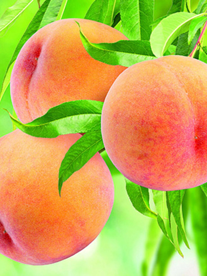 Саженцы Персик колонновидный, Тотем садовода, 827747