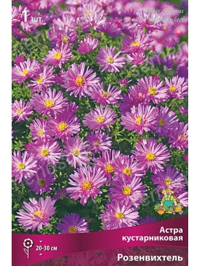 Корневище Астра кустарниковая, Розенвихтель, 847470