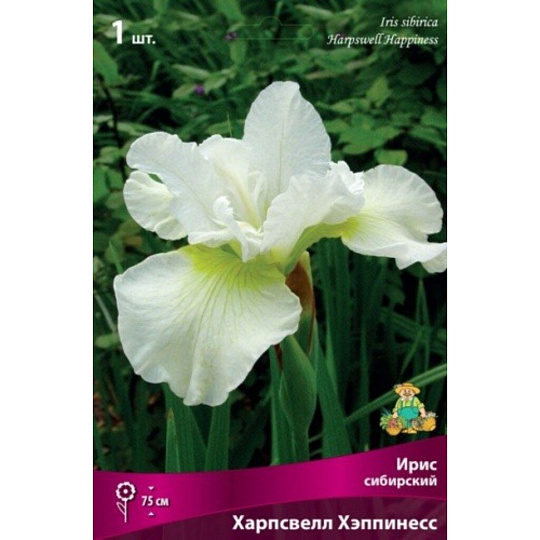 Луковицы Ирис сибирский, Харпсвелл Хеппинесс