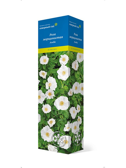 Саженцы Роза морщинистая, Альба, 751040