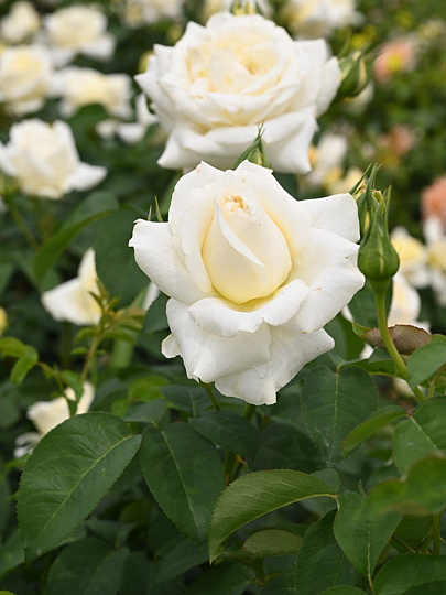 Саженцы Роза плетистая, Клайминг Айсберг, белая