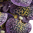 Цветок искусственный декоративный Орхидея, 107 см, фиолетовый, Y6-10366 - фото 2