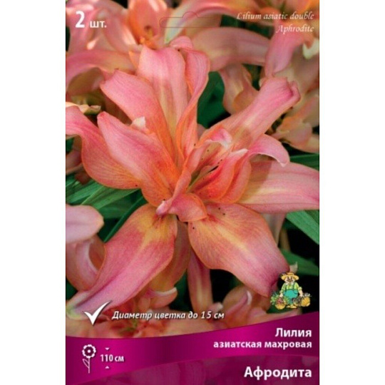 Луковицы Лилия азиатская, Афродита, 14-16/К, 2 шт