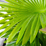 Дерево искусственное декоративное Пальма, в кашпо, 130 см, Y4-3404 - фото 2