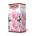 Пион молочноцветковый Печер, 2-3/Кор - фото 2