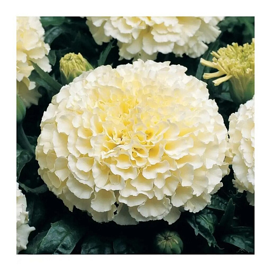 Семена Цветы, Бархатцы, Килиманджаро, 0.05 г, прямостоящие, цветная упаковка, Аэлита