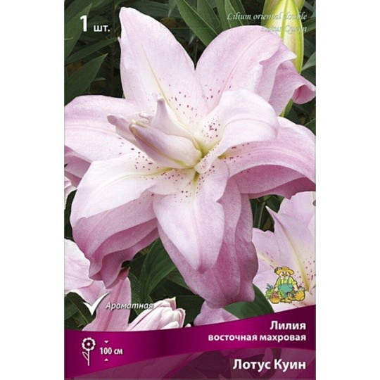 Луковицы Лилия восточная, Лотус Куин, 14-16