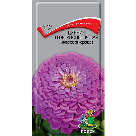 Семена Цветы, Цинния, Фиолетовая королева, 0.4 г, георгиноцветковая, цветная упаковка, Поиск