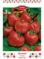 Саженцы Земляника садовая, Сельва, 3 шт, 670469