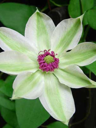 Саженцы Клематис крупноцветковый, Мисс Бейтмен, капер, белый с зеленой полосые