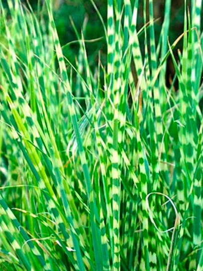 Саженцы Мискантус китайский, Цвергзебра, 846975