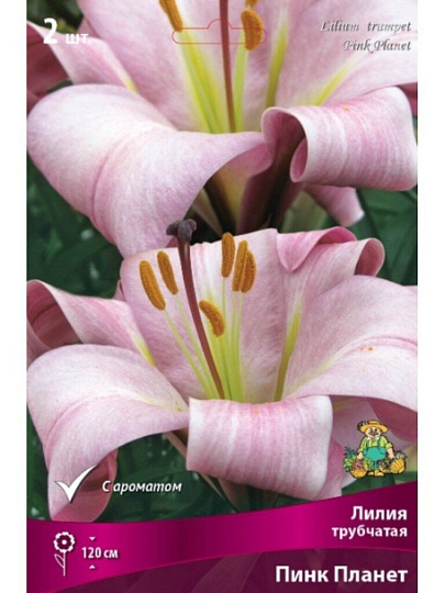 Луковицы Лилия трубчатая, Пинк Планет, 14-16, 2 шт