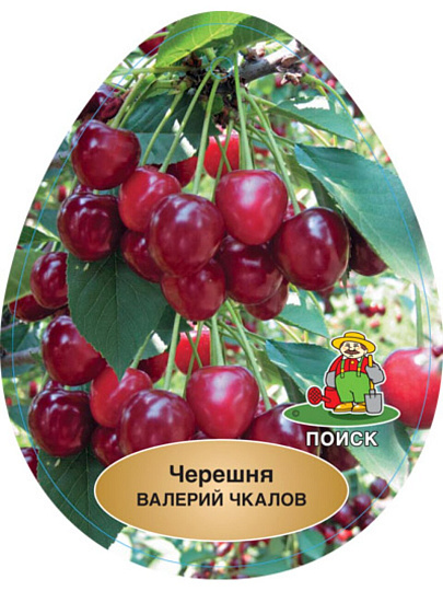 Саженцы Черешня, Валерий Чкалов, ранняя, темно-красная, 752165