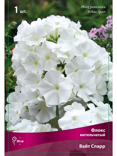 Корневище Флокс метельчатый, Вайт Спарр, белоснежное