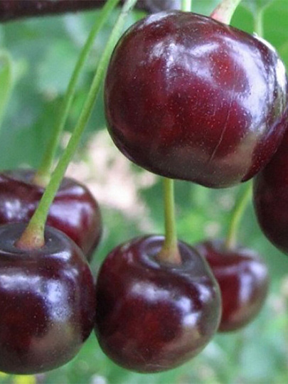 Саженцы Вишня, Факел, дюк, 751577