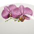 Тарелка суповая фарфоровая, 200 мм, Идиллия Роскошная орхидея 4С0571 Добрушский фарфоровый завод - фото 3