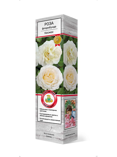Саженцы Роза флорибунда, Космос