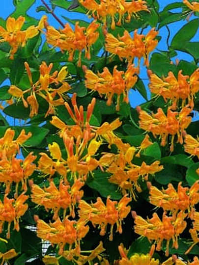 Саженцы Жимолость Тельмана, 750888