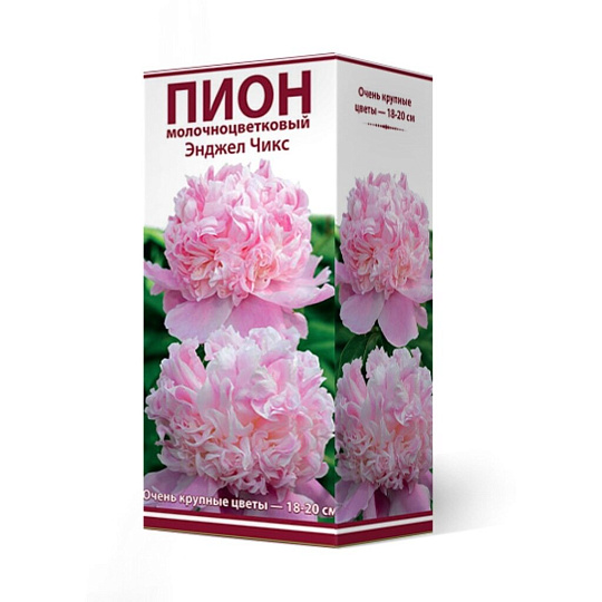 Пион молочноцветковый Энджел Чикс, 2-3/Кор