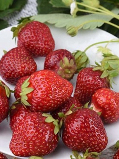 Саженцы Земляника садовая, Клери, 5 шт, 697604