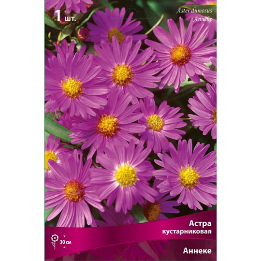 Корневище Астра кустарниковая, Аннеке
