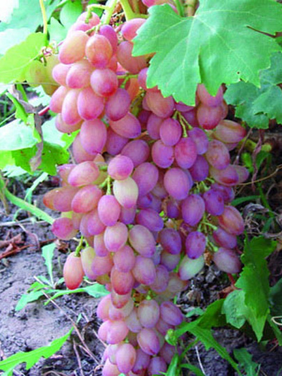 Саженцы Виноград плодовый, Кишмиш лучистый