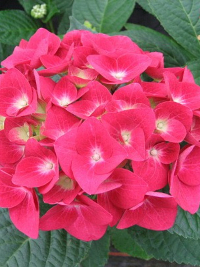 Саженцы Гортензия крупнолистовая, Мася, 00000750391