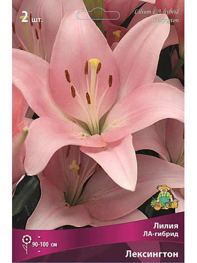 Луковицы Лилия ЛА-Гибрид, Лексингтон, 14-16, 2 шт