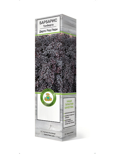 Саженцы Барбарис Тунберга, Дартс Ред Леди, 827260