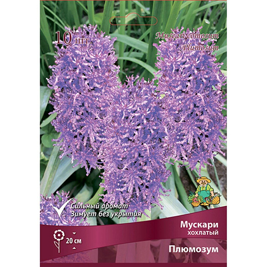 Луковицы Мускари, Хохлатый Плюмозум, 7-8/К, 10 шт