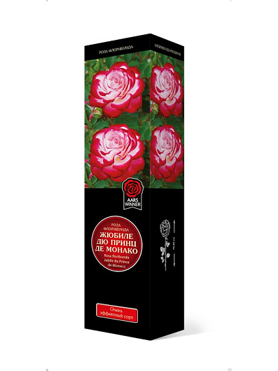 Саженцы Роза флорибунда, Жюбиле дю Принц де Монако, Жюбиле де Санкт-Петербург, 752107