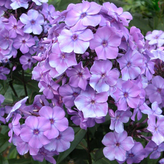 Корневище Флокс метельчатый, Блу Парадайс