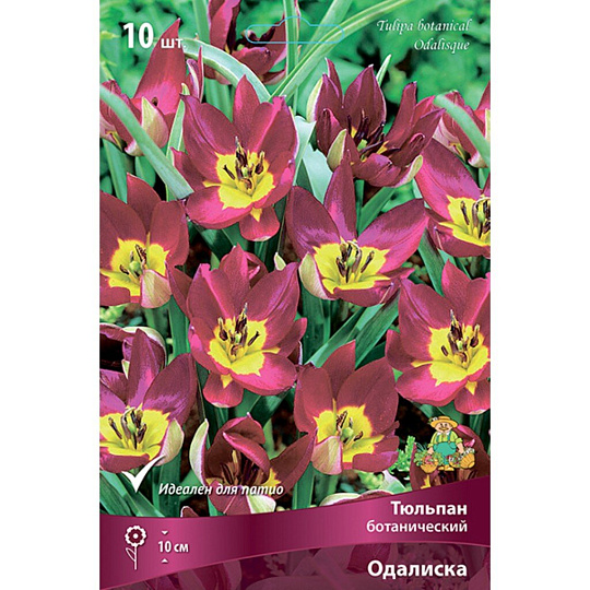 Луковицы Тюльпан ботанический, Одалиска, 6-7/К, 10 шт
