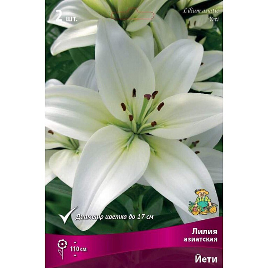 Луковицы Лилия азиатская, Йети, 14-16/К, 2 шт