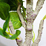 Дерево искусственное декоративное в кашпо, 135 см, Y4-3391 - фото 3