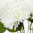 Цветок искусственный декоративный Хризантема, 46 см, белый, Y4-7152 - фото 2