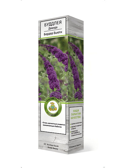 Саженцы Буддлея Давида, Бодер Бьюти, 779414