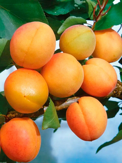 Саженцы Абрикос, Монастырский, 2-х лет, подвой семенной, алыча, 841594