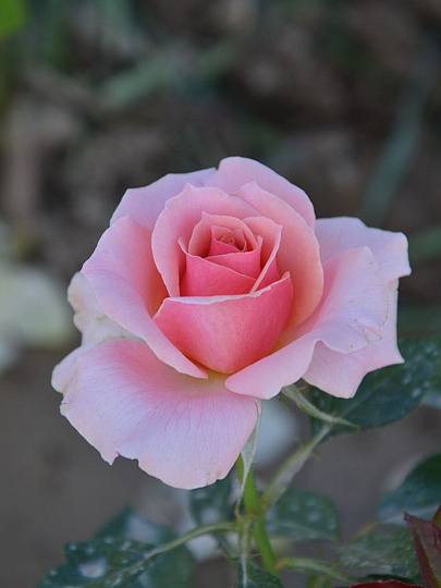 Саженцы Роза флорибунда, Поэзия