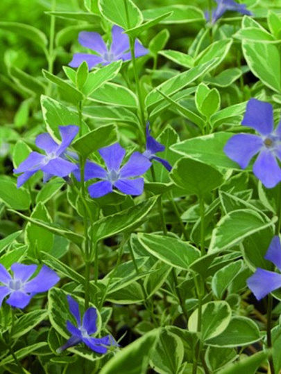 Луковицы Барвинок малые, Вариегата, 799408