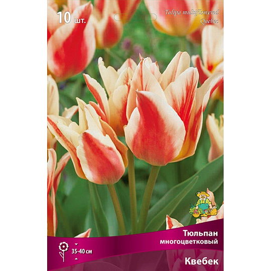 Луковицы Тюльпан многоцветковый, Квебек, 11-12/К, 10 шт