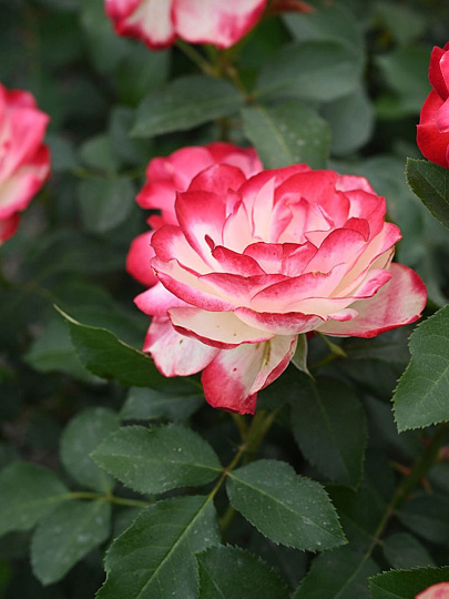 Саженцы Роза флорибунда, Жюбиле дю Принц де Монако, Жюбиле де Санкт-Петербург, 752107
