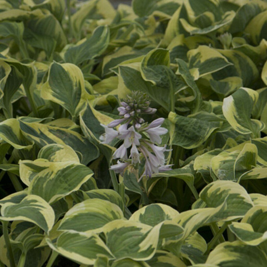 Корневище Хоста гибридная, Вайд Брим