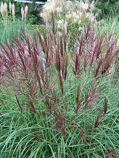 Саженцы Мискантус китайский, Ред Чиф, 827430