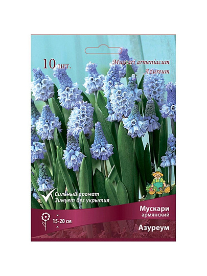 Луковицы Мускари армянский, Азуреум, 6-7/К, 10 шт
