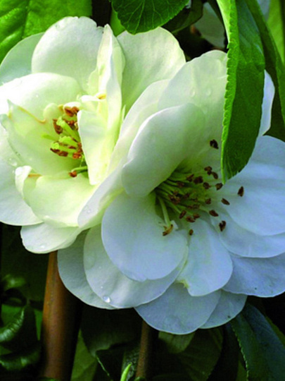 Саженцы Айва красивая, Юкиготен, цветки белые, махровые