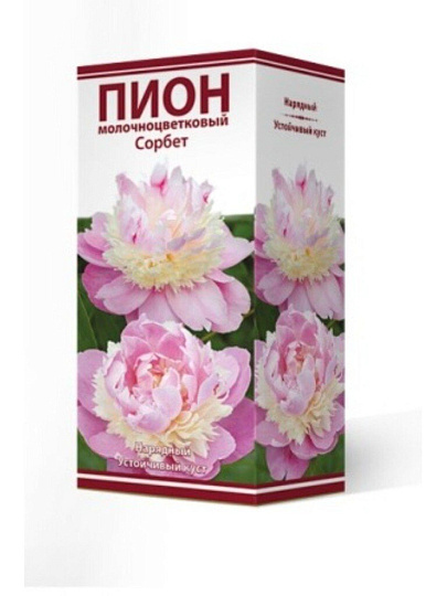 Корневище Пион молочноцветковый, Сорбет, 2-3